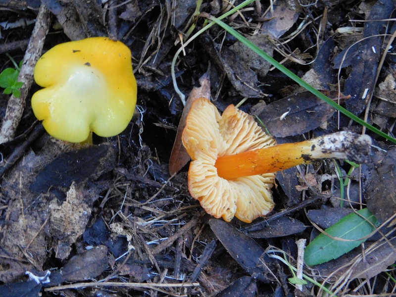 1 Fotog.il 18.12.2021 sotto Leccio